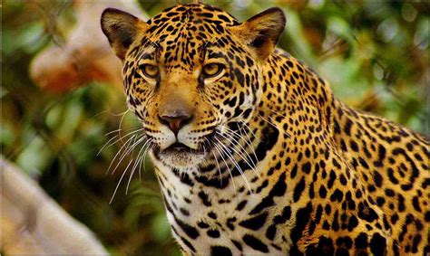 Los Jaguares Abuelo Fuego