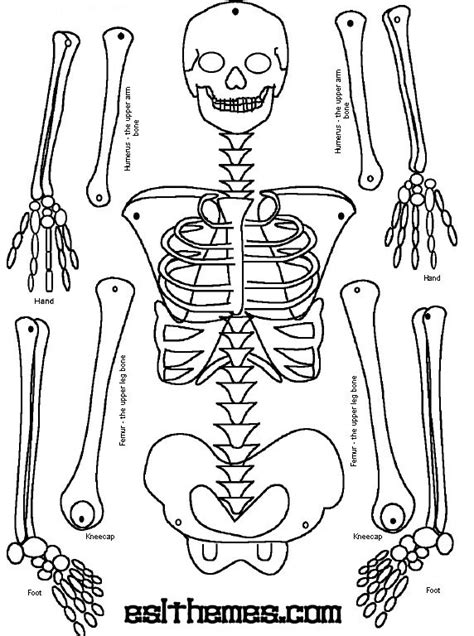 Make A Paper Skeleton For Halloween Skeleton Craft Human Body