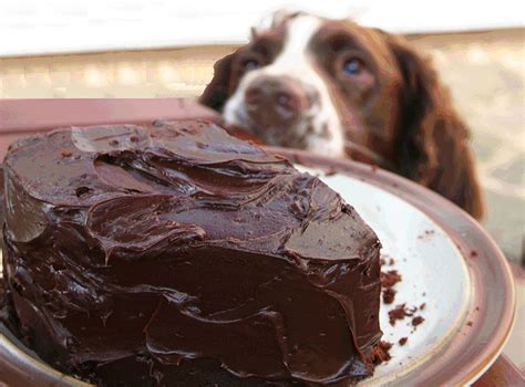 Dogs And Chocolate How Much Is Too Much