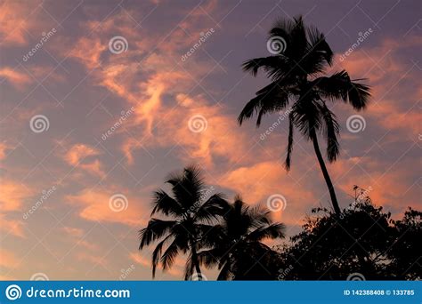 Black Silhouettes Of Palm Trees On A Pink Blue Sunset Sky Stock Photo