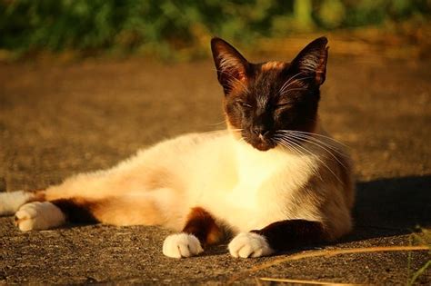 Because they are so beloved, however, they come at a price. How Much Do Siamese Cats Cost? • The Pets KB