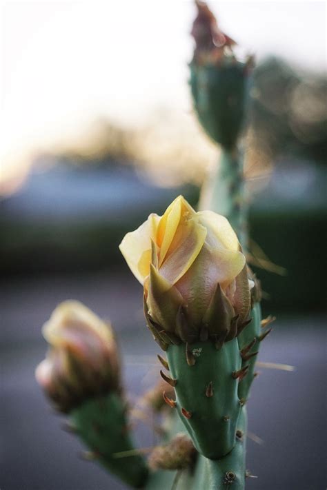 Desert Rose Yellow Cactus Flower Smithsonian Photo Contest Smithsonian Magazine
