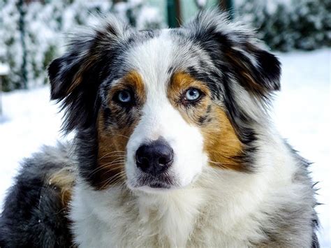 While there may be some variation depending on their gender and the size of the parent animals, your dog is unlikely to grow significantly larger than this. Exercise-induced collapse - The Martha's Vineyard Times