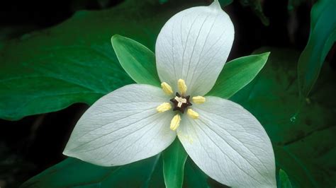 Tennessee Trillium White Flowers Wallpapers Hd Desktop And Mobile