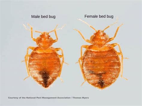 Bed Bugs All You Need To Know Bedbugs