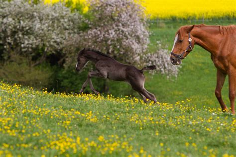 Black Warmblood Foal Galloping On Yellow Flowers 5 By Luda Stock On