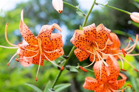 Lilium Lancifolium Tiger Lily