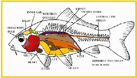 Anatomi Comparativa Ikan Mas Berita Biologi