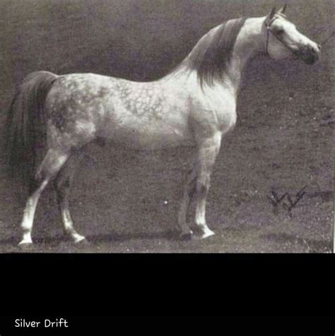 Pin By Shelley On Arabian Horse ~ Of Course Show Horses Arabian
