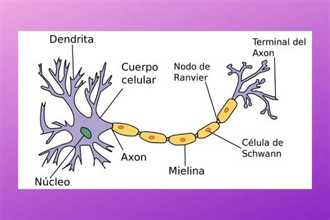 Neurona Qué Es Y Cuáles Son Sus Partes