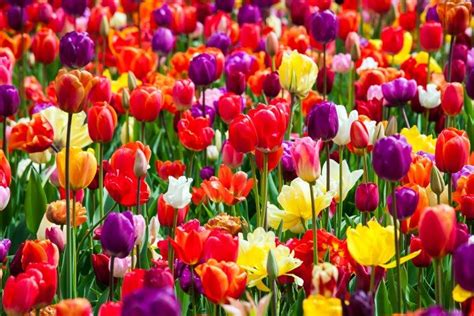 The Meaning Of Tulip Colors In Holland﻿ Tulip Festival Amsterdam