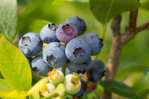 3840x2560 Agriculture Basket Berry Blue Blueberries Blueberry