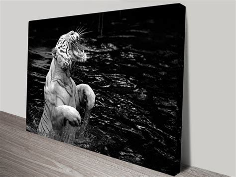 This is tiger black & white by shang on vimeo, the home for high quality videos and the people who love them. Roaring White Tiger Black and White Canvas Art
