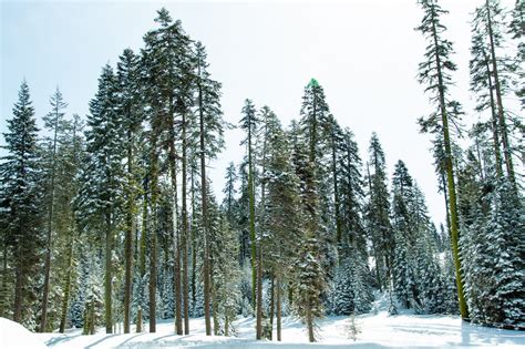 Free Stock Photo Of Tall Snow Covered Coniferous Trees In Forest