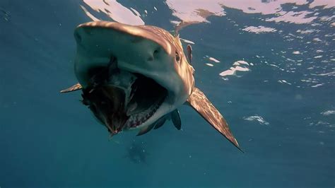 Diver Films Sharks During Feeding Frenzy Off Floridas Coast Cgtn