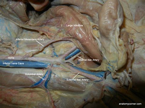 The arteries are mostly posterior to the veins. Major Arteries and Veins of the Cat | Anatomy Corner