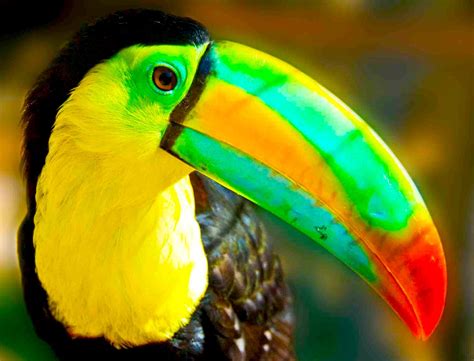 Toucan Parrot Bird Tropical 60 Wallpapers Hd Desktop And Mobile