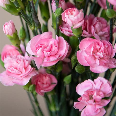 This is a huge advantage when creating specifically the single carnation flowers, also known as dianthus caryophyllus, boast five petals, which vary in hue from white to pink and purple. Pink Mini Carnation Flowers | FiftyFlowers.com