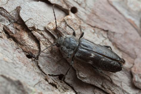 Schwarze käfer mit brauner zeichnung. Käfer in der Wohnung » Bestimmen und bekämpfen