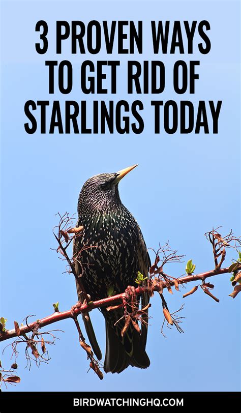 How To Get Rid Of Starlings At Bird Feeder