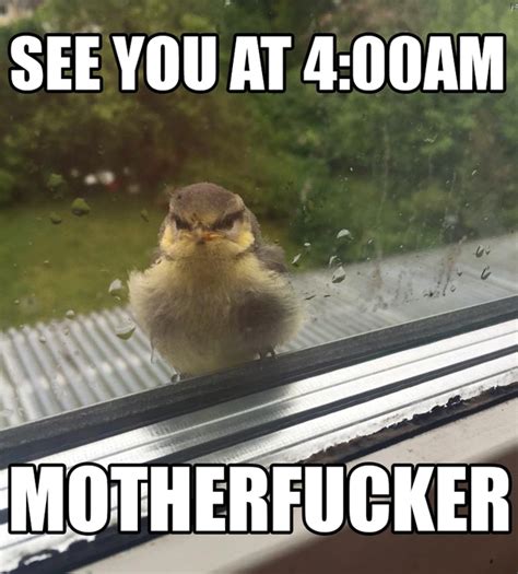 Who Needs An Alarm Clock Meme Guy