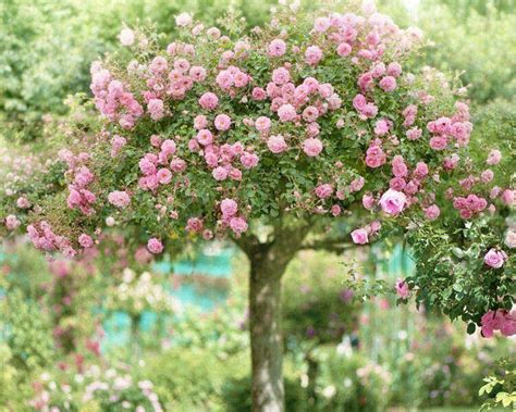 ʜᴀᴅᴀᴄᴀʀᴏʟɪɴᴀ Rose Tree Rose Trees Beautiful Flowers