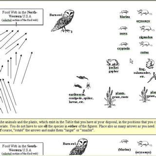 These are predators that feed on other predators and have no natural predators of their own. The Food-web of the barn owl, as given in the scientific ...