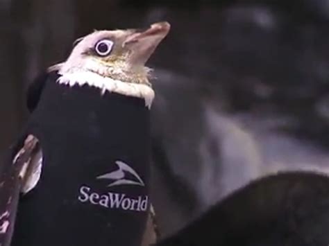 Seaworld Penguin Gets Customized Wetsuit