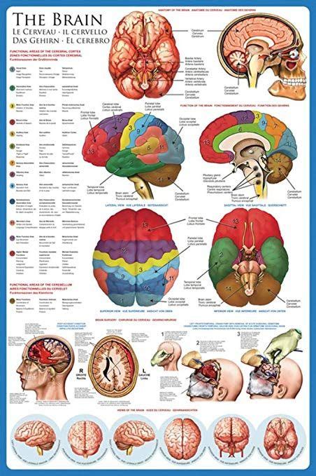 Pin By Eevin On Werk Brain Anatomy Brain Science Human Brain