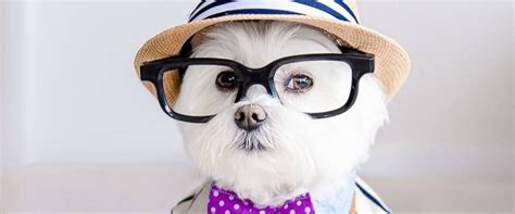 Meet Toby The Hipster Dog Whos Cooler Than Youll Ever