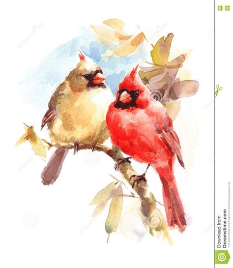 Two Cardinals Birds Male And Female Watercolor Illustration Hand Drawn