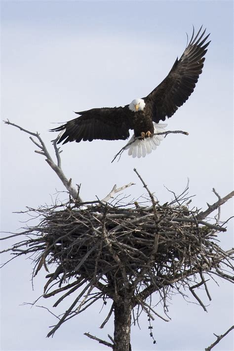 Yellowstone In Winter Bald Eagle Nest Building Flickr