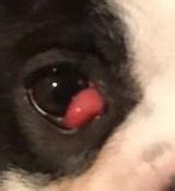 Here are some effective remedies which will treat conjunctivitis or pink. Cherry Eye In Dogs, Stay Calm Even Though It Looks ...
