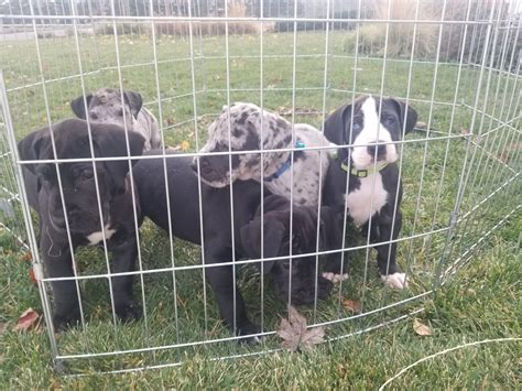 In home family breeder of akc great dane puppies. Great Dane Puppies For Sale | Valley Springs, CA #319004