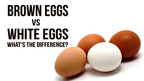 Brown Eggs Vs White Eggs Whats The Difference Youtube