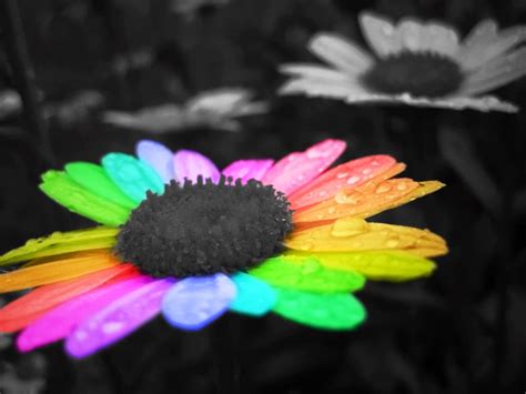 Use images for your pc, laptop or phone. 73+ Rainbow Flower Wallpaper on WallpaperSafari