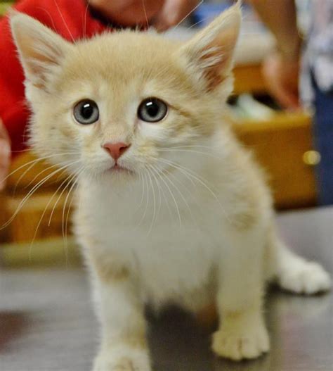 Available cats are added every thursday afternoon, just in berkeley humane has resumed adoptions by appointment only. Adopt Crumpet on | Kitten food, Humane society, Adoption