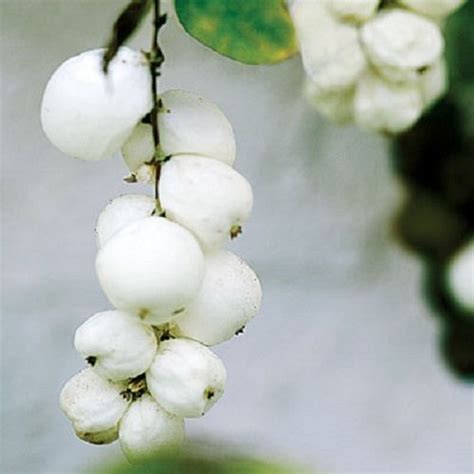 7 Snowberry Bush Seeds 1121 Etsy Native Plants Small Pink Flowers