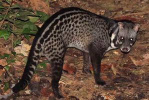 The coffee, branded as among the rarest in the world, is naturally fermented through a civet cat's. Picture gallery of Civets, Mongoose & The dog tribe ...