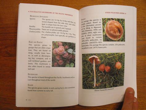 Magic Mushroom Field Guide Mushroom Hunting And Identification