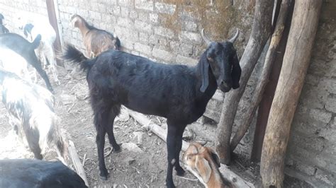 Mix Gavran Desi Goats Pregnant Good For Meat 30 Kgs At Rs 10000piece