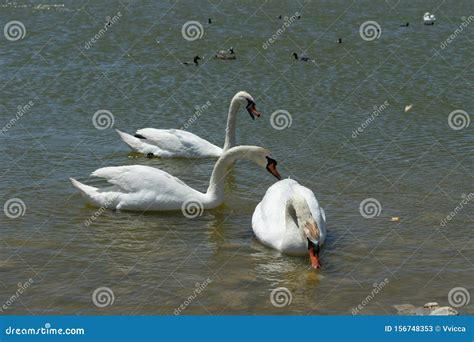 Cisnes Blancos En La Superficie Del Lago Belleza De La Naturaleza