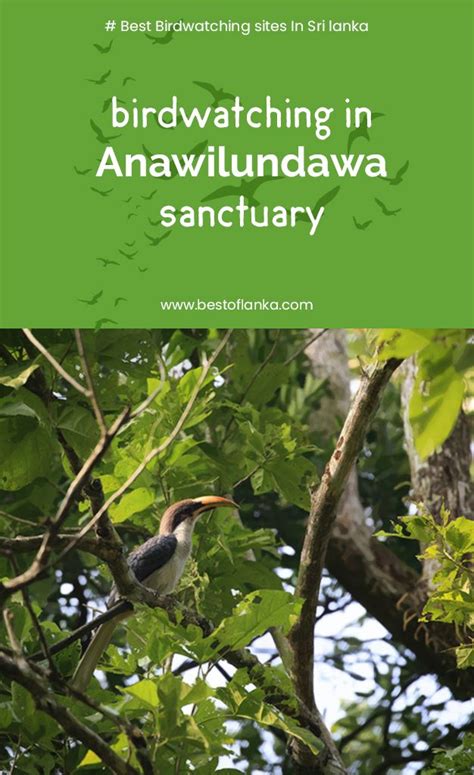 Birdwatching In Anawilundawa Sanctuary Wildlife Tour Sri Lanka Wildlife