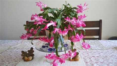 Care for all of them is essentially the. How to Care for a Christmas Cactus: 14 Steps (with Pictures)