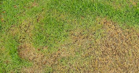 5 Reasons Why Green Grass Turns Yellow The Woodsman Tree Care Service