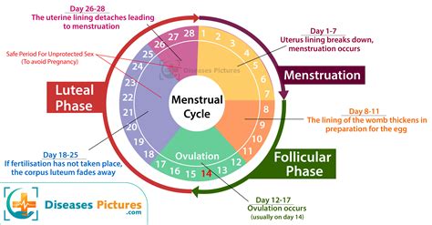 Menstrual Cycle Phases Diagram Problems Symptoms Days Healthmd