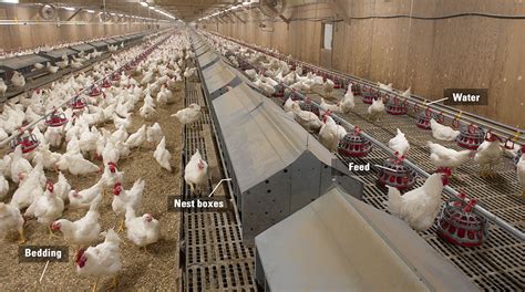Broiler Breeder Farm Lets Talk Chicken