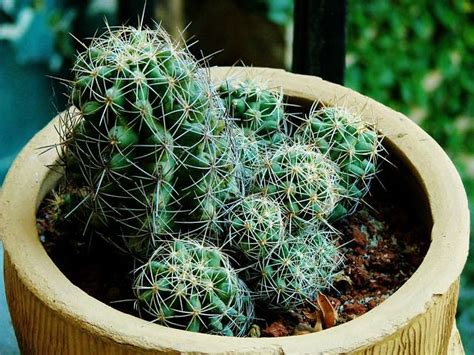 À travers des tutoriels vidéo, vous apprenez également les gestes à réaliser pour rempoter vos plants et créer des boutures. Comment rempoter un cactus ? | Cactus, Replanter, Cactées