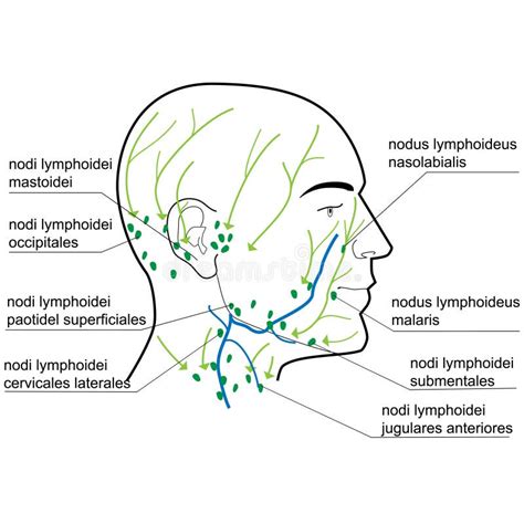 Lymph Nodes Of The Head And Neck Stock Vector Illustration Of Lymph