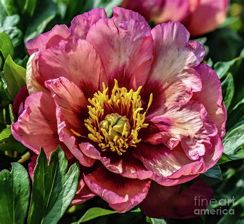 Flawless Kopper Kettle Peony Photograph By Cindy Treger Pixels